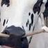 Home Visit Gulf Cattle Farm Dand 40 LAKHYA Qurbani 2025 Fateh Jang Bulls 2025 Bakra Eid 2025