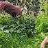 Summer Life In A Country Garden Has An Abundance Of Fresh Food To Harvest And Cook