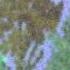 Little April Shower Wmv