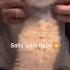 Kudur Kudur Baby Ismailyk Shorts Cat Cute Song