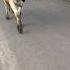 I Wanted To Plant On The Horns Cows Farm Withme