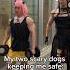 Spy X Family Loid S Scary Dog Privilege