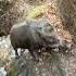 Fantastic Wild Boar Jungle Life Warthog Pig Boar Viral Animal Wildpig Wildboar Wildlife