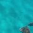 Marcelo Swimming