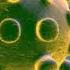 COME FUNZIONA Il Sistema Immunitario