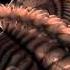 Nine Inch Nails My Violent Heart Pinionist Remix