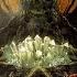 E Mantra Nemesis 2014 Full Album