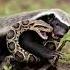 Shocking Fight Badger Protects Baby From Python S Deadly Grip Shorts