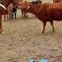 CÓMO ESTÁN LAS VACAS Rancho Cinco Talentos Ganadería Zacatecas