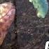 Our Animals Go CRAZY For Hornworms