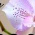 GVOS2020 Caulocattleya Chantilly Lace Twinkle The Orchid Room 4