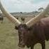 Amazing Animal Growth Journey Of Tiger Rhino And Cow