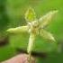 Pergularia Daemia Apocynaceeae