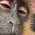 Song Rhythm Monkey Mystery Of Love Mr Fingers