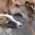Mother Dog Fighting Limping White Stray Dog Sibling Stray Pups Eating Raw Chicken Feet Bread Biscuit