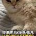 Хозяева вызывающие у кошек стресс