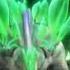 Paris AMV Dinosaur King
