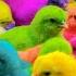 World Cute Chickens Colorful Chickens Rainbows Chickens Cute Ducks Cat Rabbits Cute Animals