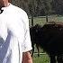 Pine Mountain Ranch Where The Buffalo Roam