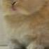 Baby Bunny Parry Gripp