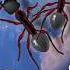 Giant Ant I Found It On Google Earth Googleearth Shortvideo Ant