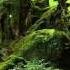 Angels Of Venice The Enchanted Forest
