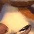 Kung Fu Panda Kung Fu Training Fandango Family