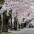 4K See Japanese Cherry Blossoms On The Tokiwadaira Cherry Blossom Road Full Walk W Relaxing BGM