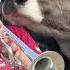 Massachusetts Dairy Farmer Plays Trumpet For Her Cows