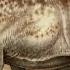 Edmontosaurus Sounds