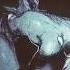 Tokyo Ghoul Amv No Glory