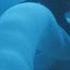 Pyrosome Unusual And Glowing Colonies In The Ocean