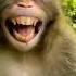 Monkey Laughing Funny Video Animal