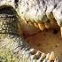 The 200 Million Year Secret How The Crocodile Beat Extinction