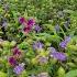 A Rare Flower Blooms Every Seven Years On The Kas Plateau Flowers Bloom Beautiful Nature Travel