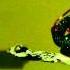 Adelphaba Someone Like You Defying Gravity