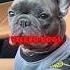 The Most Stubborn Dog Breed Meet The FRENCHIE Frenchbulldog