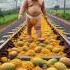 The Pigeon Plants A Mango Tree On The Track And Eats Lots Of Mangoes Ai Mango Pigeon
