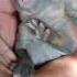 Baby Bunny Crying Sound Shorts Rabbit Rabbitfarming