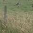 Man Hilariously Summons Cows With Cheesy Saxophone Songs