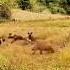 Wildlife Wild Dog Vs Warthog Wild Boar Is Winner Wildlife Animals Fight