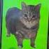 OIIAOIIA CAT Is Calling Me