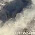 Amazing Wild Boar Up And Down Mountain Warthog Pig Boar Hog Viral Animal Wildlife