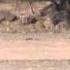 Warthog Shot With A Bowtech Destroyer 350