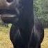 Cow Sound Sapi Inek Cow Lembu Cebu Ngakak Caballos Vaca