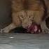 LION Guards Food