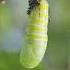 Monarch Butterfly Caterpillar Metamorphosis