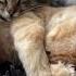 Sun And Moon Catsoftiktok Cat Cats Tiktok Tiktok Lufluffy