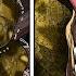 Torture Death By Anaconda Manga Dub