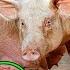 Khanzeer Aghr Haram Hai To Allah Ne Paida He Kyu Kia Why Pork Meat Is Haram In Islam